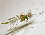 Diptera - Chironomidae