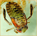 Hemiptera - Corixidae
