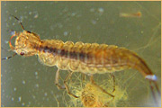 Coleoptera - Dytiscidae