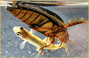 Coleoptera - Dytiscidae