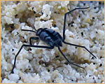 Hemiptera - Gerridae