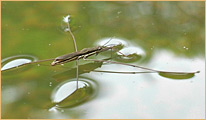 Hemiptera - Gerridae