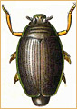 Coleoptera - Gyrinidae