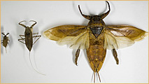 Hemiptera - Nepidae