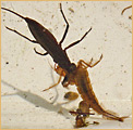 Hemiptera - Nepidae