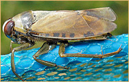 Hemiptera - Notonectidae