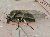 Diptera - Simuliidae