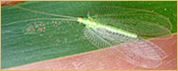 Neuroptera - Sisyridae