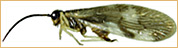 Neuroptera - Sisyridae