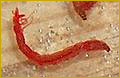 Chironmid 'bloodworm' larva