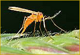 Female gall midge laying eggs