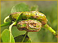 Gall on plant