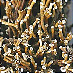 Tube worm colony up close